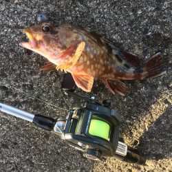 撒き餌しながら穴釣り
